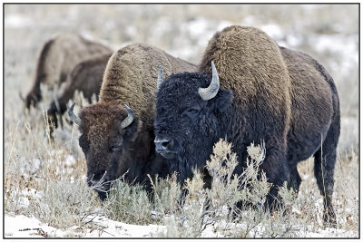 Bison Pair