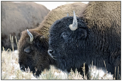 American Bison or Buffalo