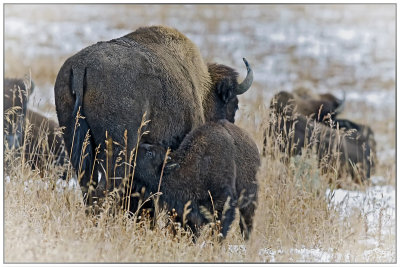 Buffalo Cow and Calf