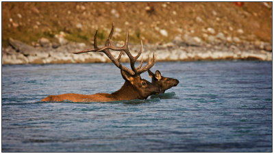 Bull Elk and Cow Crossing River