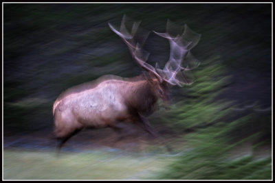 Charging Elk, Fleeing Photographer