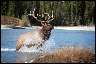 Elk