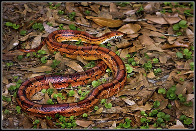 Corn Snake aka Red Rat Snake