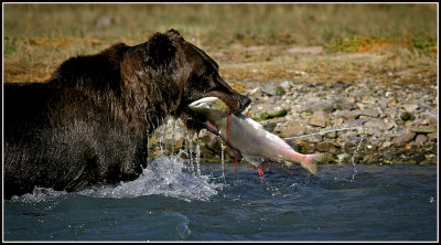 Alaska Brown Bear with Pink Salmon