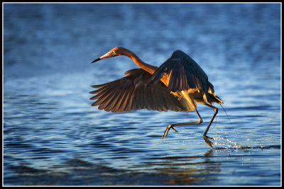 Reddish Egret (Egretta rufescens)