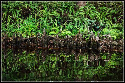 Ferns and Reflections