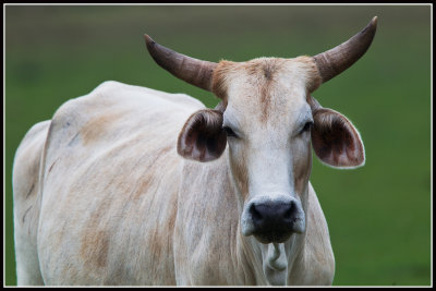 Florida Cow