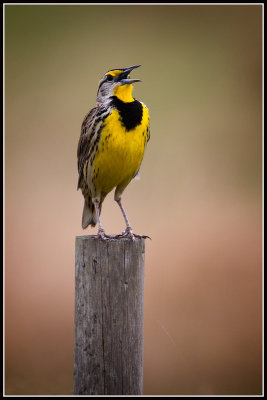 Eastern Meadowlark