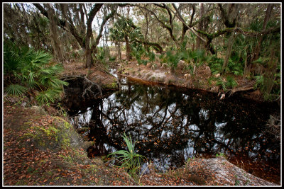 Florida Oak Hammock