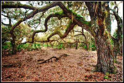 Oak Hammock