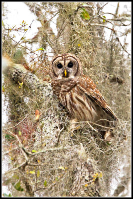 Barred Owl