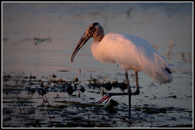 Wood Stork