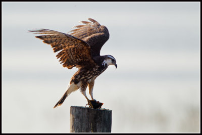 Snail Kite