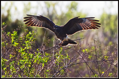 Snail Kite