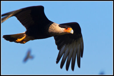 Crested Caracara