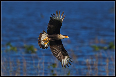 Crested Caracara