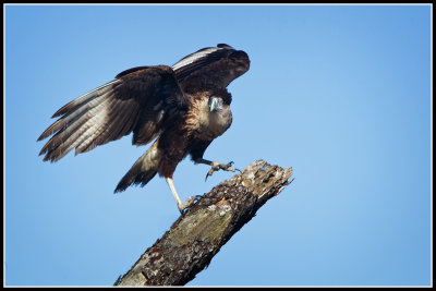 Crested Caracara