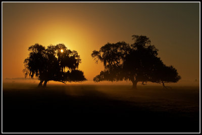 Sunrise and Live Oak Trees