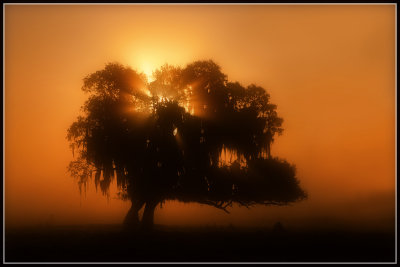 Live Oak Tree at Sunrise