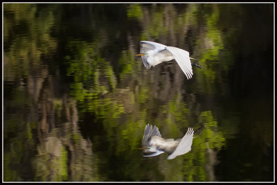 Great Egret