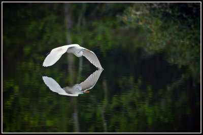 Great Egret