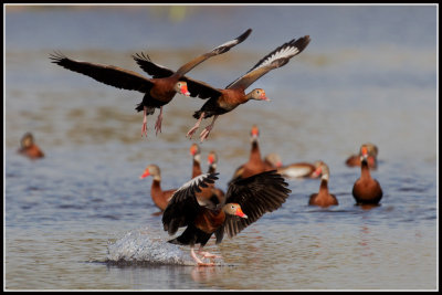 Black-bellied Whistling Duck