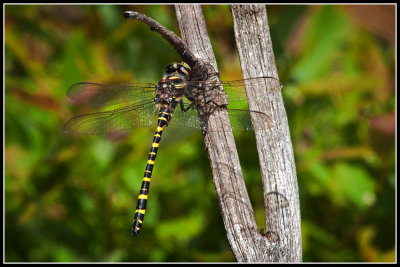 Say's Spiketail Dragonfly