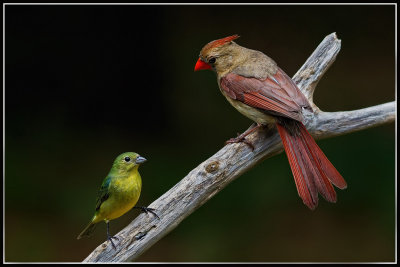 Painted Bunting and N. Cardinal