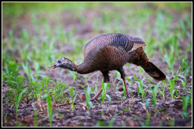 Wild Turkey 