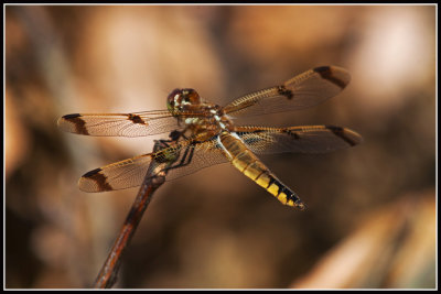 Painted Skimmer Dragonfly