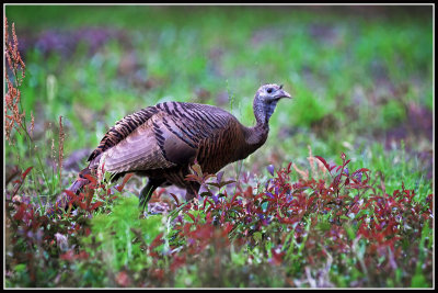 Wild Turkey