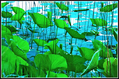 Pond Edge American Lotus