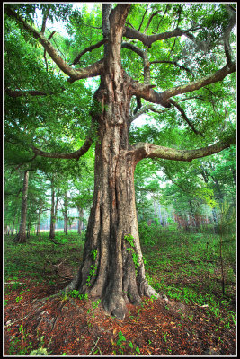 Old Water Oak Tree