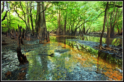 Savannah River Swamp