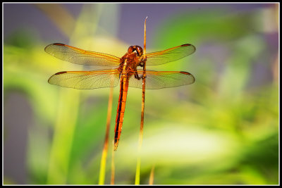 Needham's Skimmer Dragonfly (Libellula needhami)