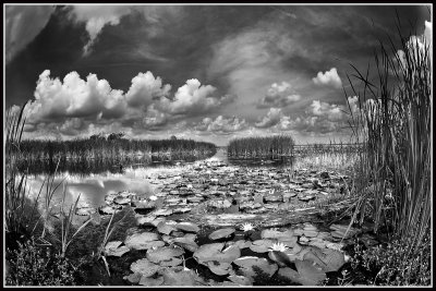 Wetland Scene