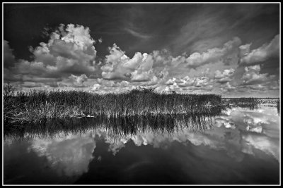 Wetland Scene