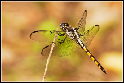 Great Blue Skimmer Dragonfly