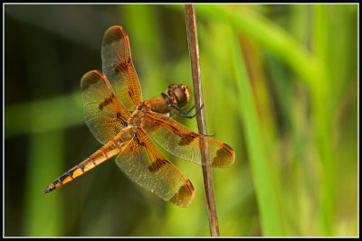 Painted Skimmer Dragonfly