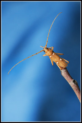 Long-horned Beetle
