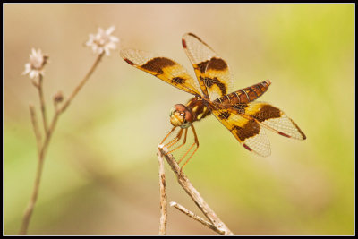 Eastern Amberwing Dragonfly