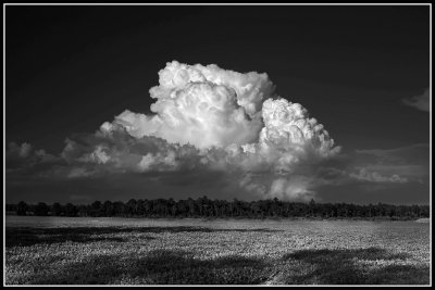 Clouds Over Peanut Field