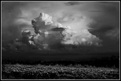 Storm Cell and Cotton Field