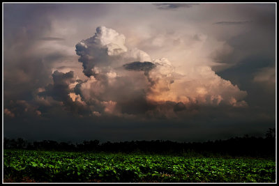 Storm Cell and Cotton Field