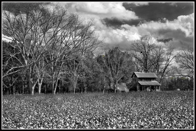 Cotton Field and Tobacco Barn
