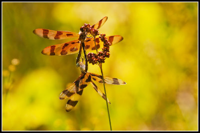 Halloween Pennant Dragonflies (Celithemis eponina)