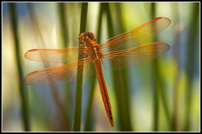 Golden-winged Skimmer Dragonfly (Libellula auripennis)