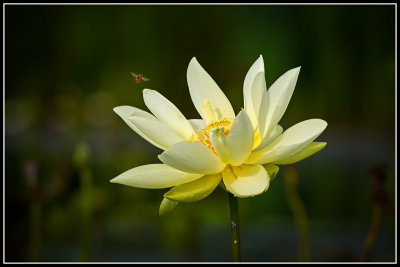 American Lotus (Nelumbo lutea)