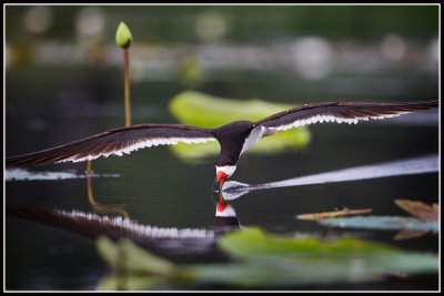 Black Skimmer (Rynchops niger)