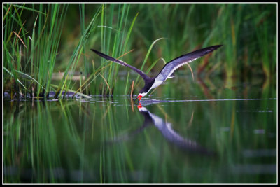 Black Skimmer (Rynchops niger)